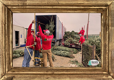Kiser Christmas Tree Farm crew members preparing trees for the Christmas season
