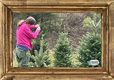 Kiser Christmas Tree Farm crew members preparing trees for the Christmas season