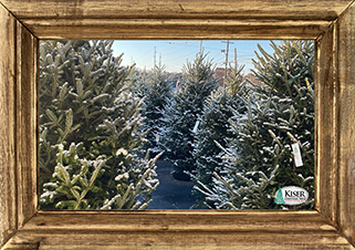 Kiser Christmas Trees
