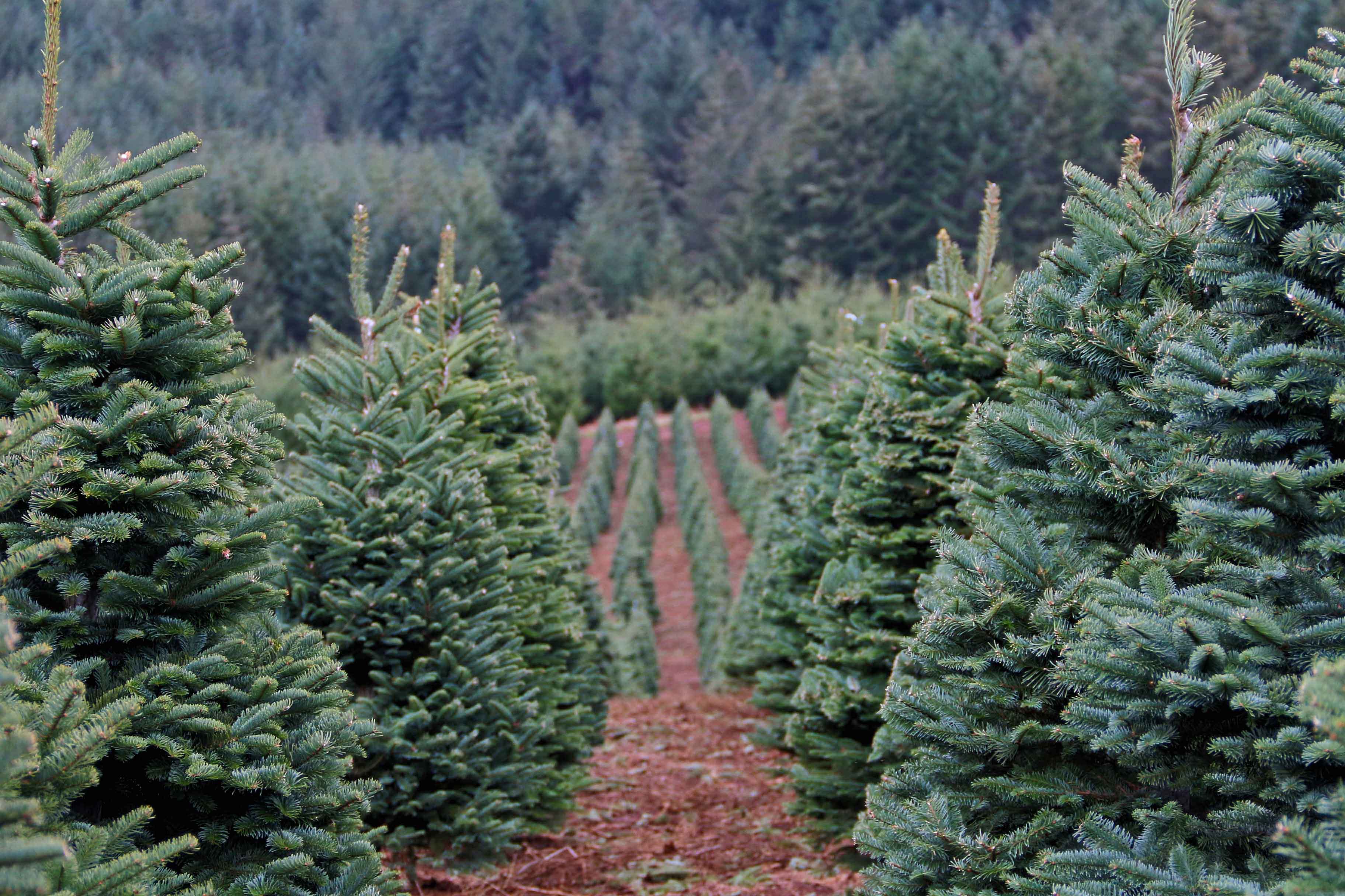 A close up of a mountain grown fresh Christmas tree in a mountain christmas tree farm setting